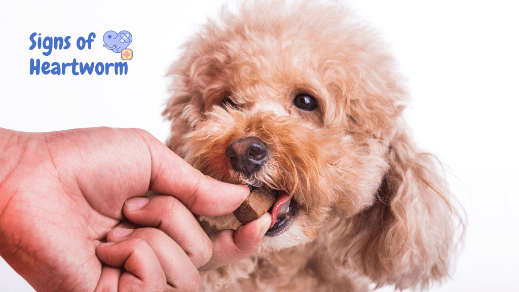 Heartworm Signs, Treatment and Prevention Heartworm Signs, Treatment and Prevention
